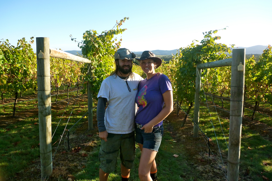 how to make money picking grapes on a vineyard