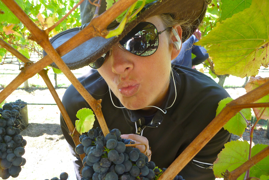 how to make money working on a vineyard as a grape picker