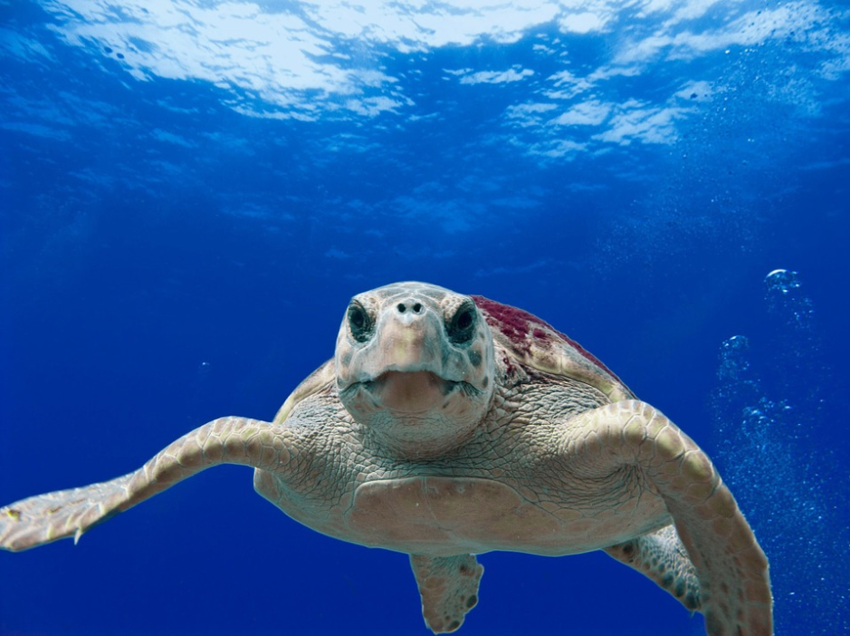 Things To Do in Zakynthos Snorkel With Turtles