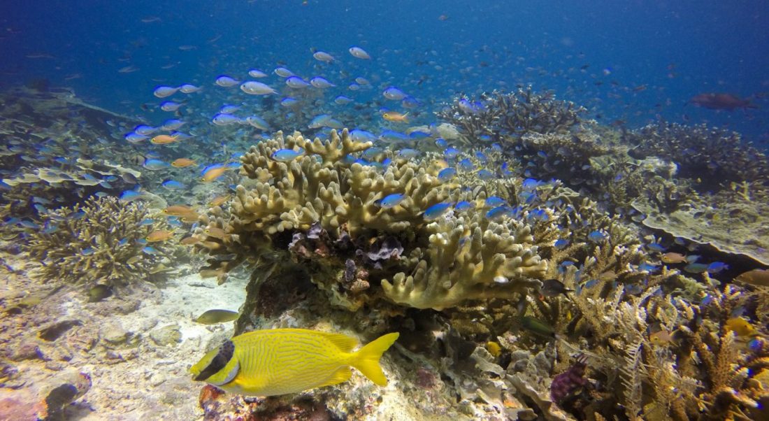 Diving In Raja Ampat