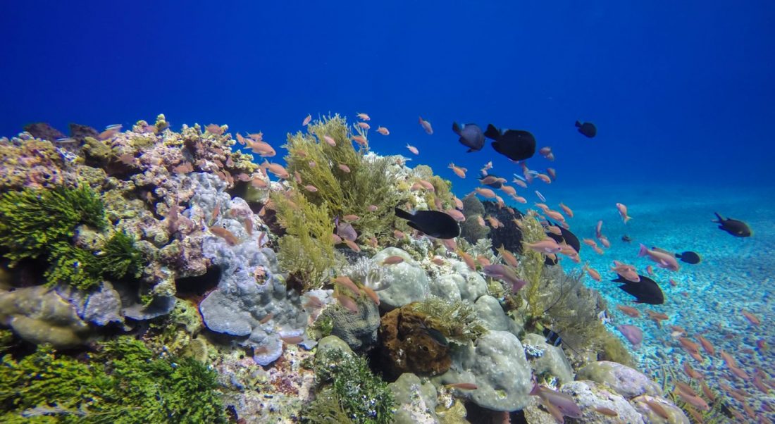 Scuba Diving in Alor