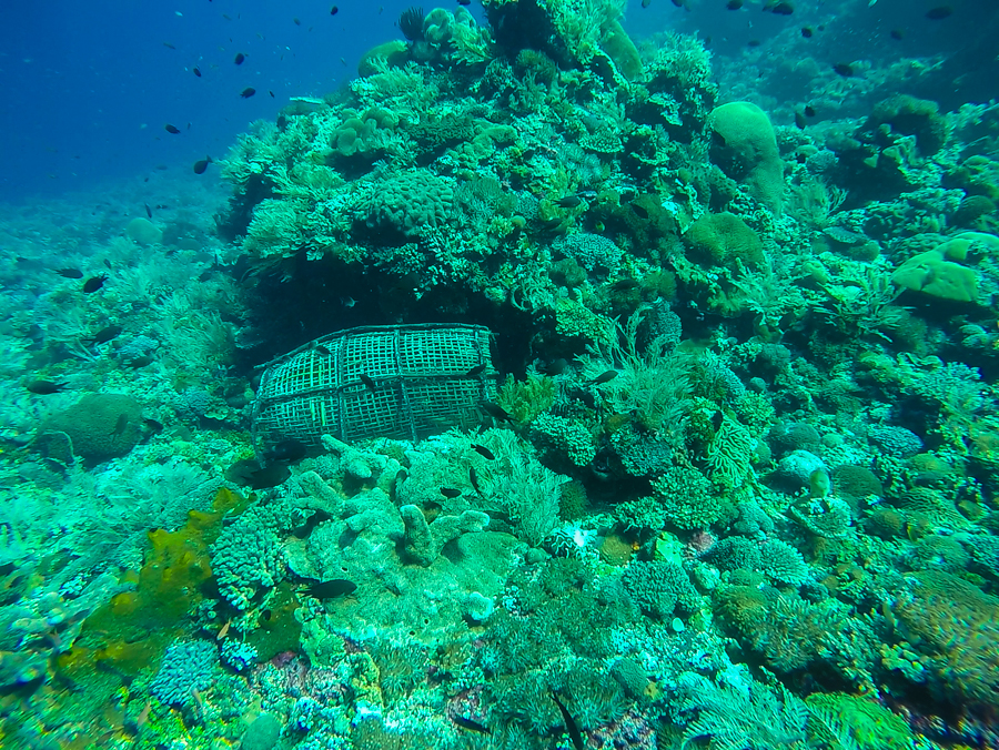 Scuba Diving in Alor Babylon Dive Site