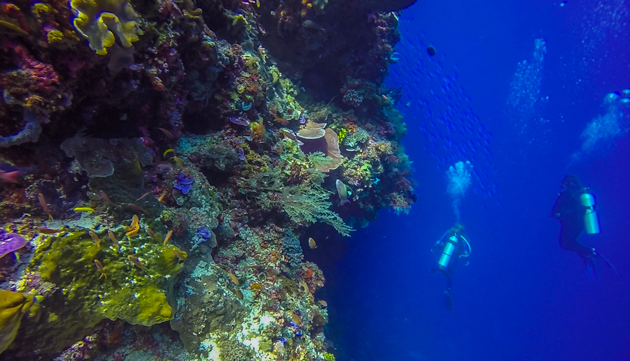 Scuba Diving in Alor Healthy Coral Life