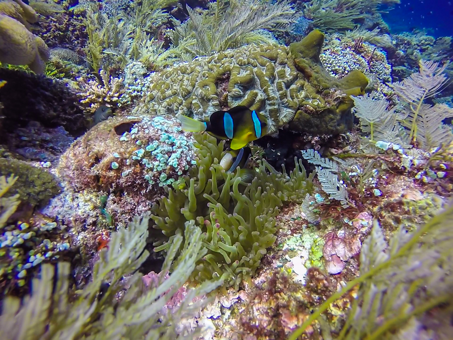 Scuba Diving in Clown Alley Dive Site