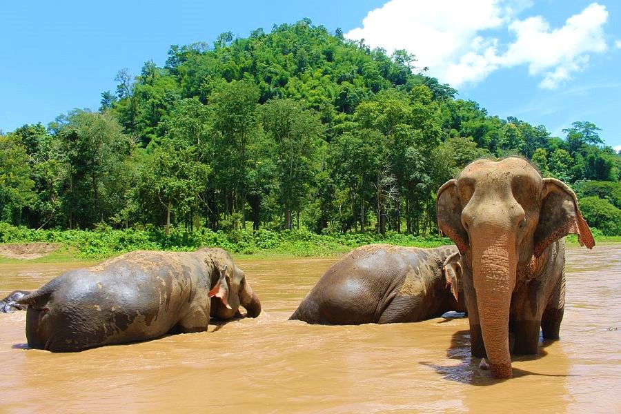 bathe elephants in thailand best things to do in chiang mai