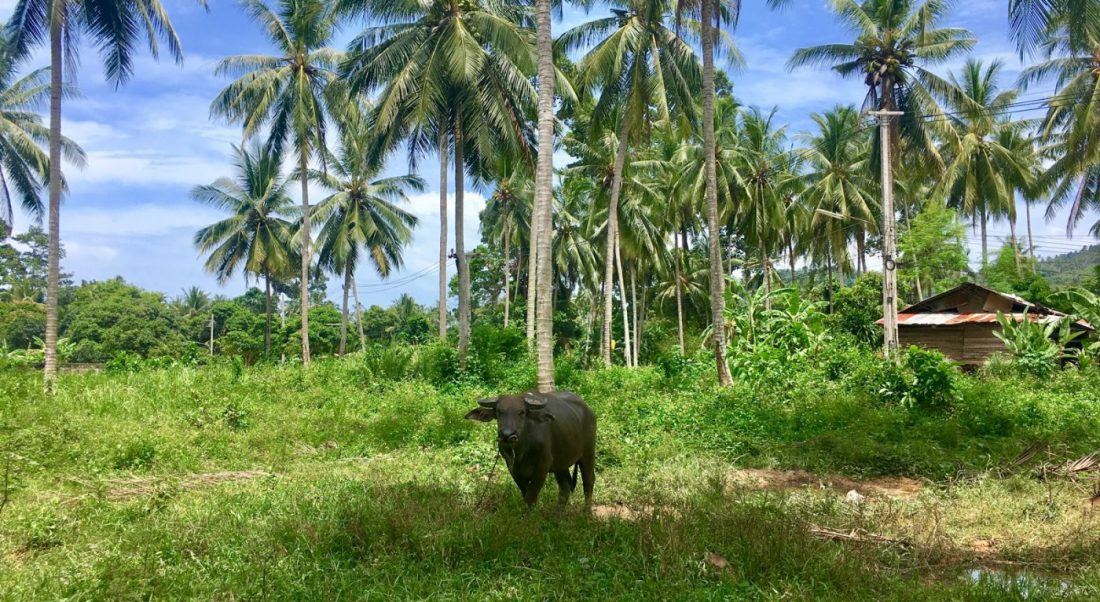 digital nomad guide to koh samui thailand