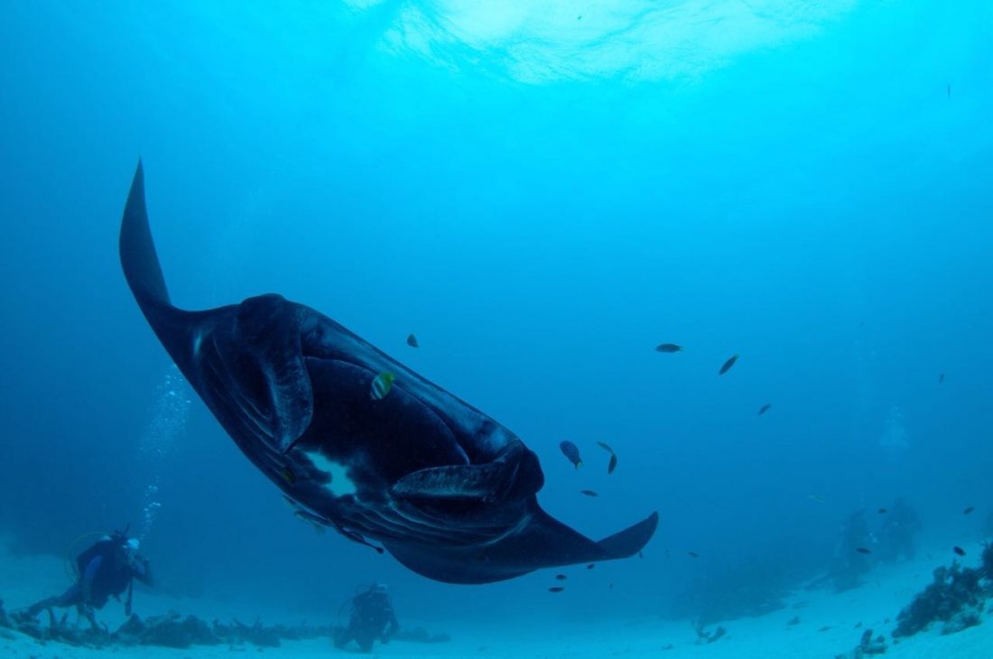 Diving In Raja Ampat Manta Ray