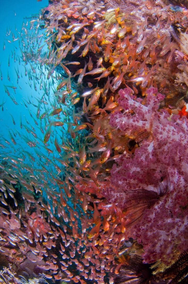 Diving In Raja Ampat Melissa's Garden