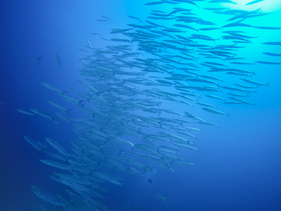 Diving Raja Ampat Barracuda School