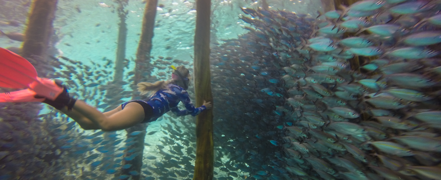 Diving Raja Ampat Best Dive Sites Arborek Jetty