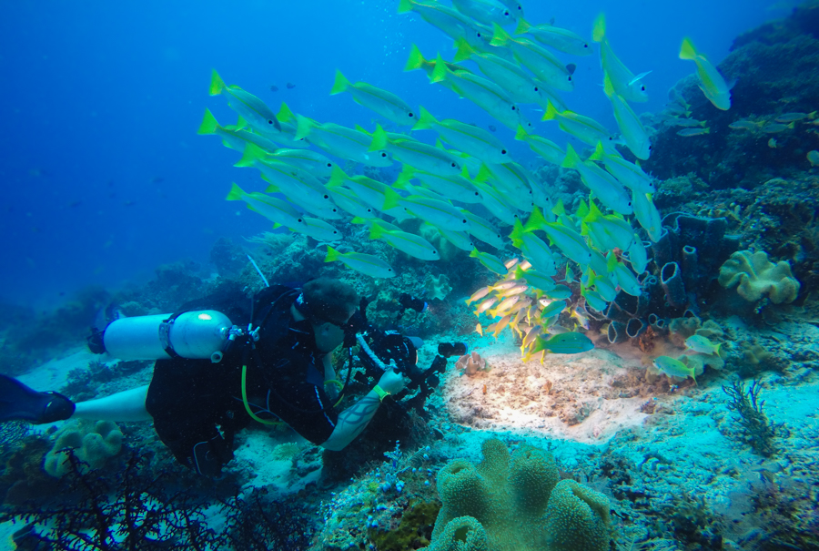 Diving Raja Ampat Best Dive Sites