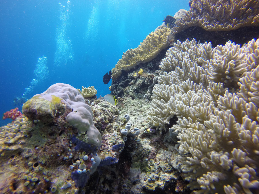 Diving Raja Ampat Coral Reefs