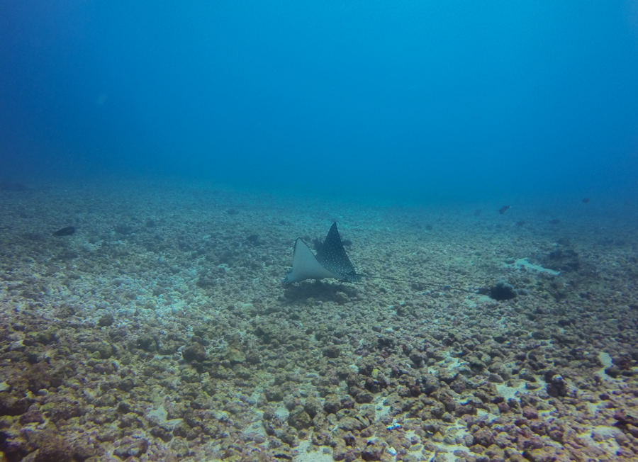 Diving in Komodo Eagle Ray