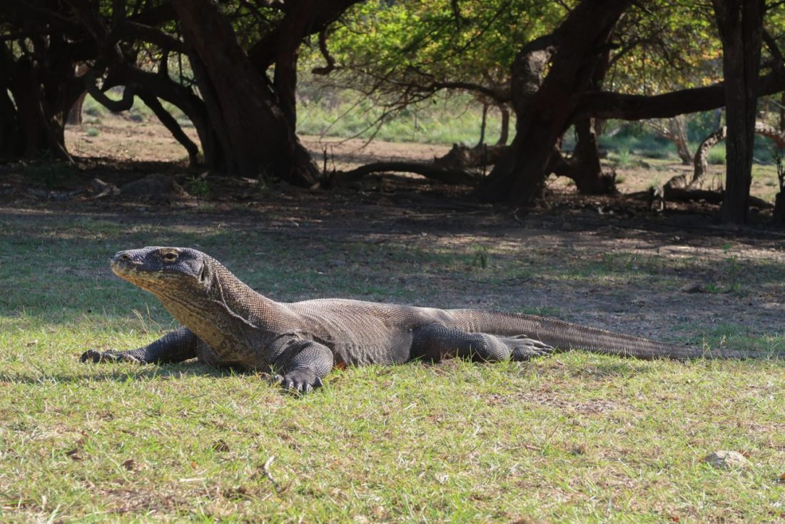 Diving in Komodo Seeing Komodo Dragons