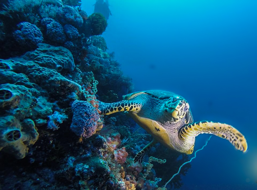 Diving in Komodo Turtle