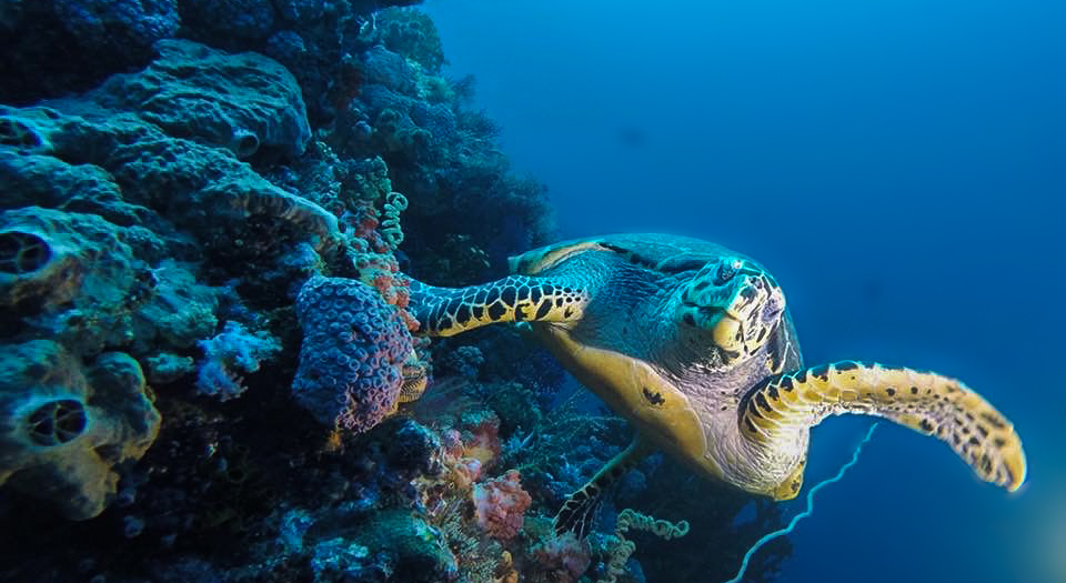 Diving in Komodo