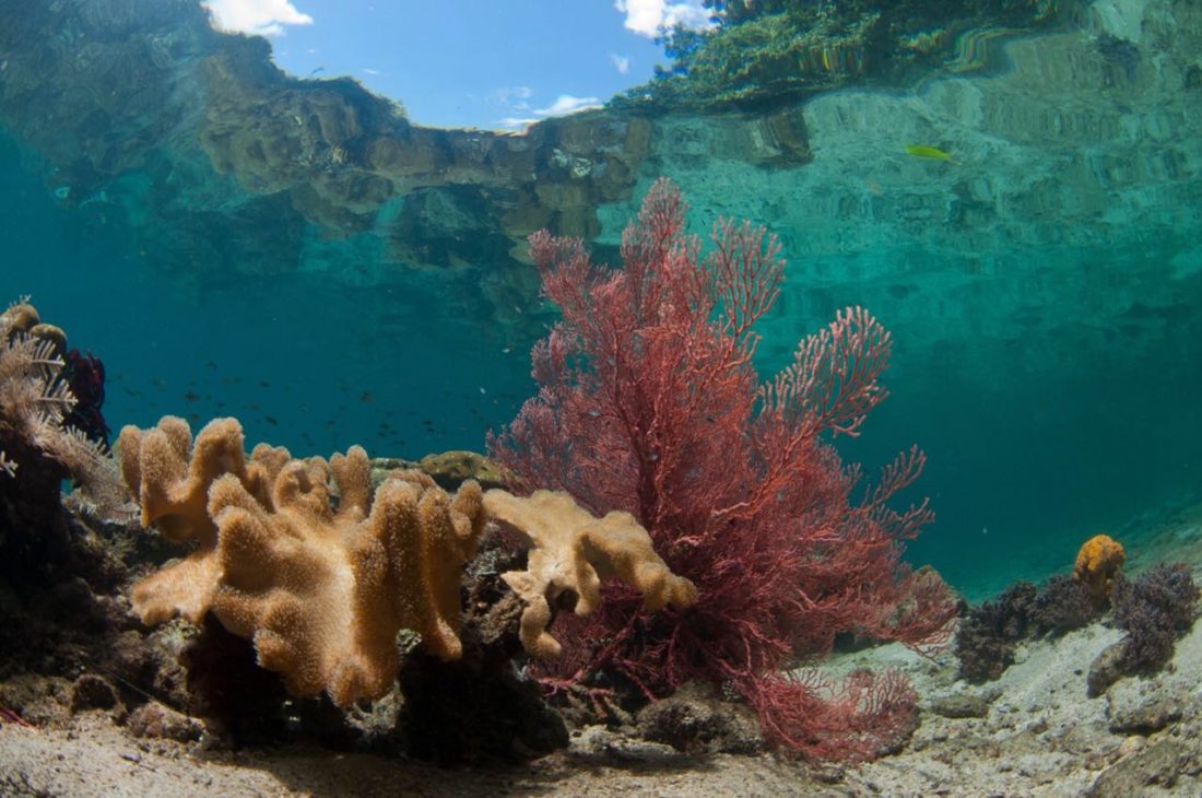 Diving in Raja Ampat