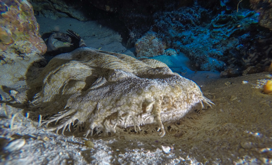 Diving in Raja Ampat Wobbegong