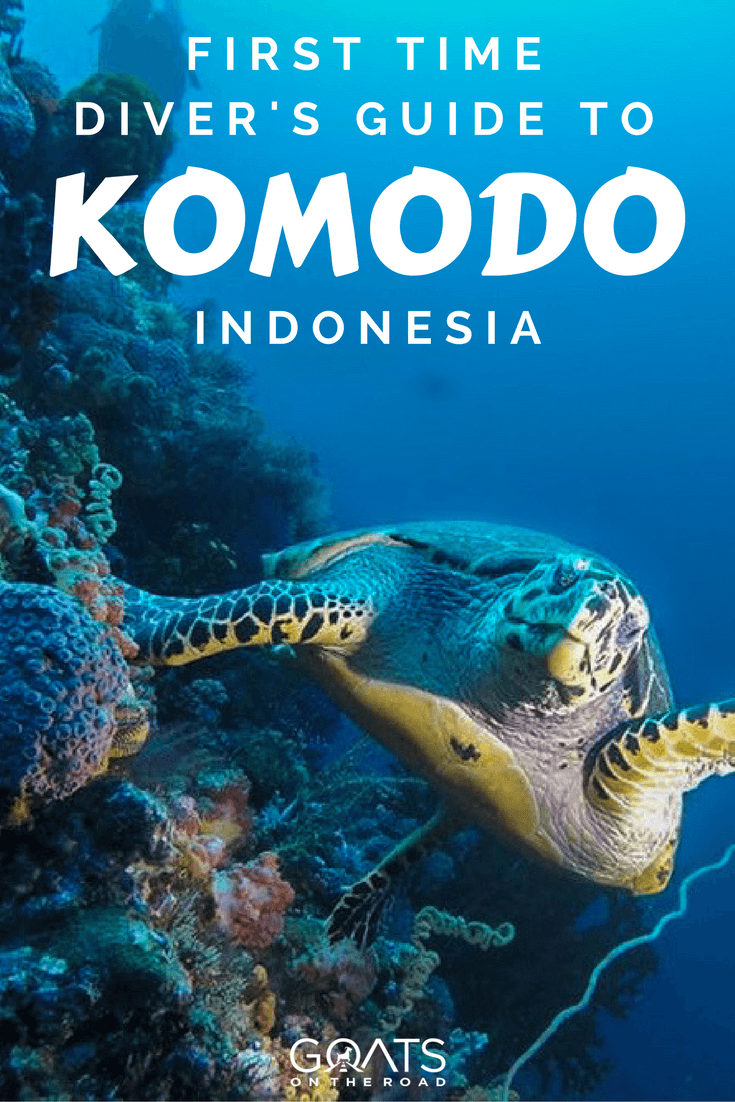 Dragón de Komodo nadando bajo el agua | Localizador