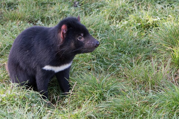 Things to see and do in Tasmania - Tasmanian Devil