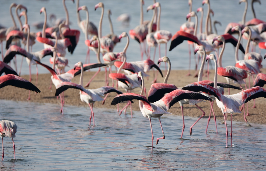 Wetland reserve in Dubai with flamingos