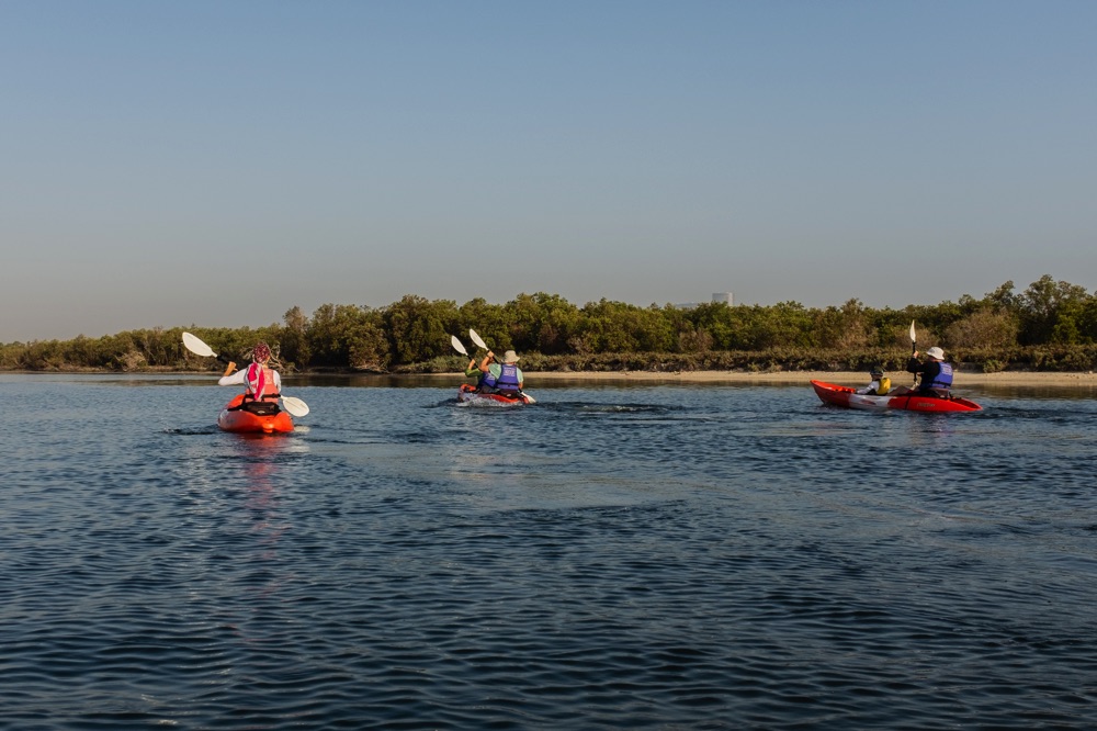 Mangrove in UAE, good for kayaking