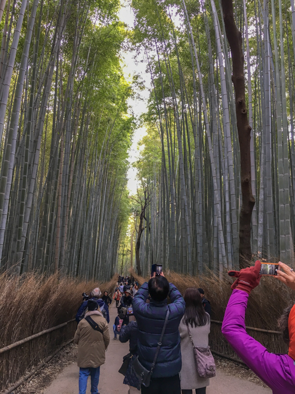 the bamboo forest in kyoto with lots of tourists