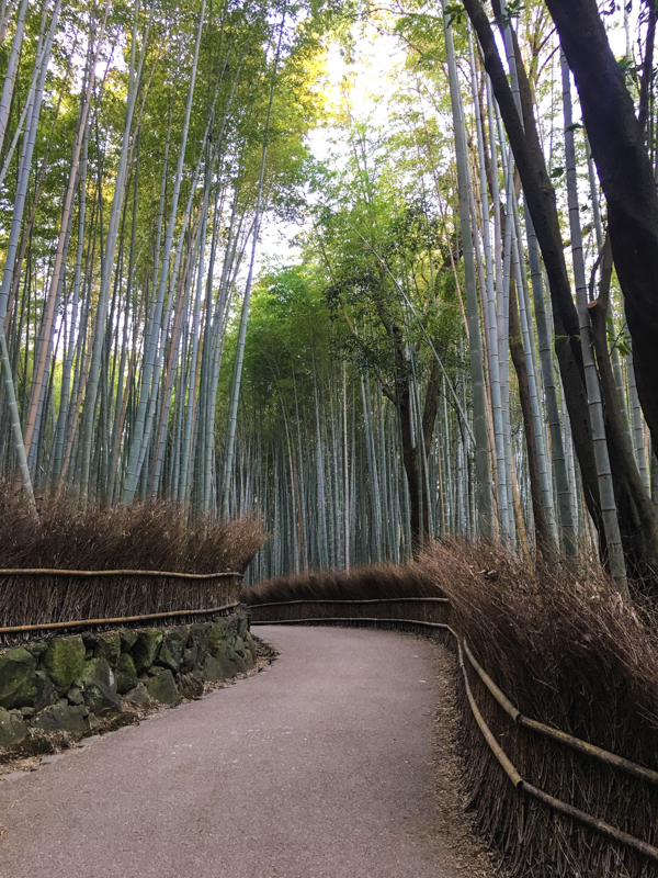 what to see in kyoto the popular bamboo forest