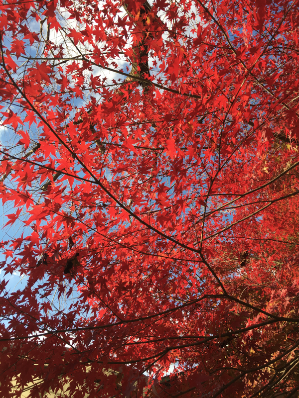 what to see in kyoto the fall foliage and autumn colours