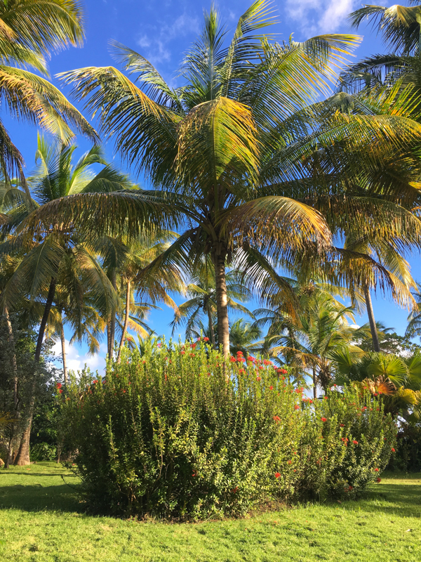 living as digital nomads in grenada tropical trees