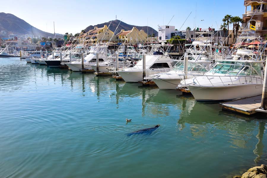 watching seals at the marina in cabo san lucas is a top thing to do