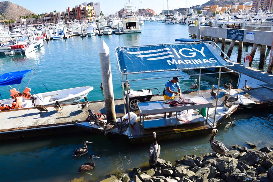 watching seals and fishermen is one of the most relaxing things to do in cabo san lucas