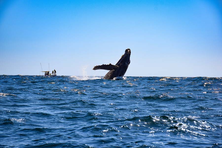 things to do in cabo san lucas whale watching