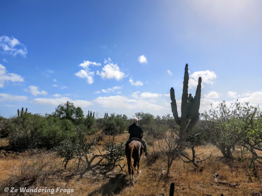 Horseback Riding in the desert fun things to do in La Paz, Mexico