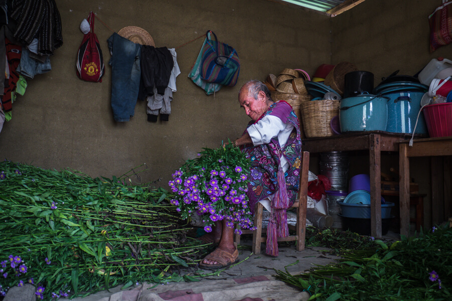 Zinacantan family growing flowers- Things to do in San Cristobal de las Casas