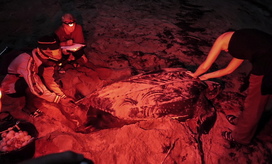 volunteering with leatherback turtles in grenada