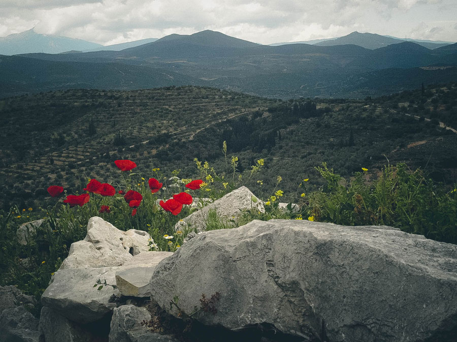 things to do in Greece - spring flowers