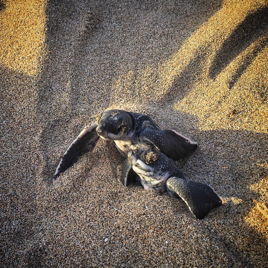 turtle hatchlings conservation in grenada