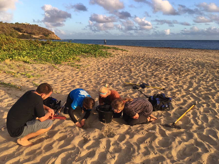 turtle conservation grenada