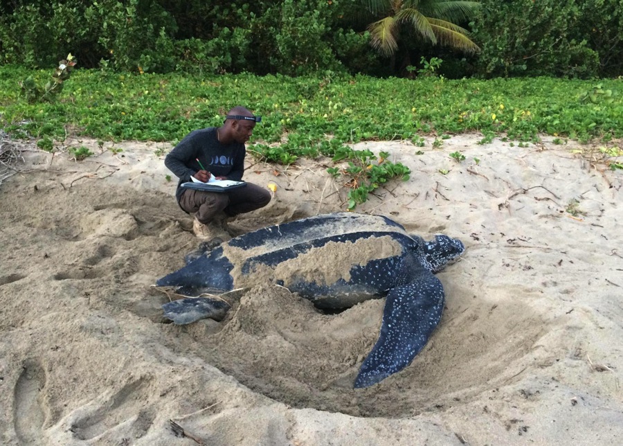 seeing the leatherback turtles is one of the best things to do in grenada