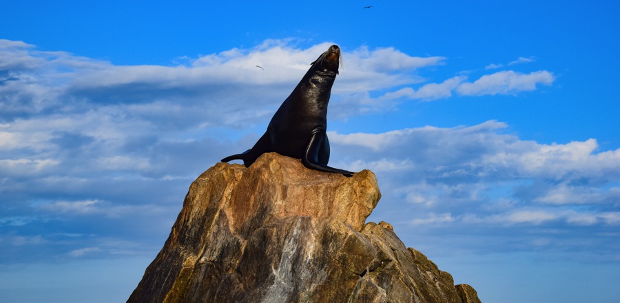 things to do in cabo san lucas watch the seals