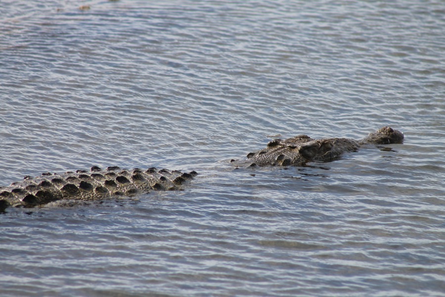 things to do in cozumel visit crocodiles