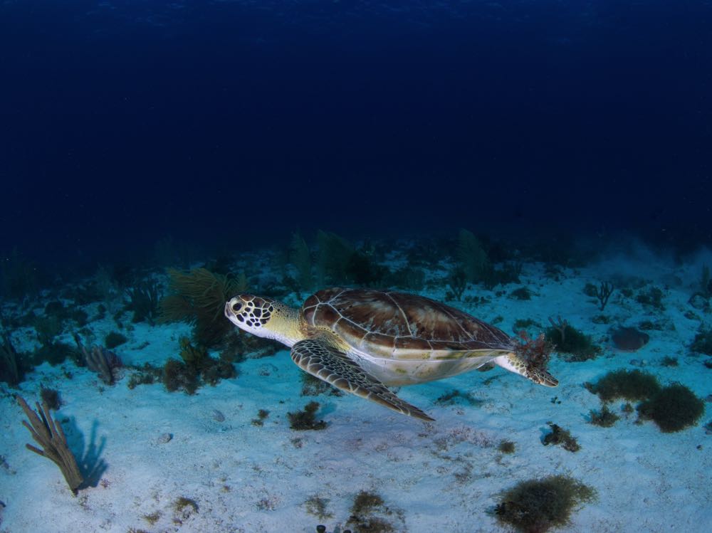 scuba diving is one of the best things to do in isla mujeres