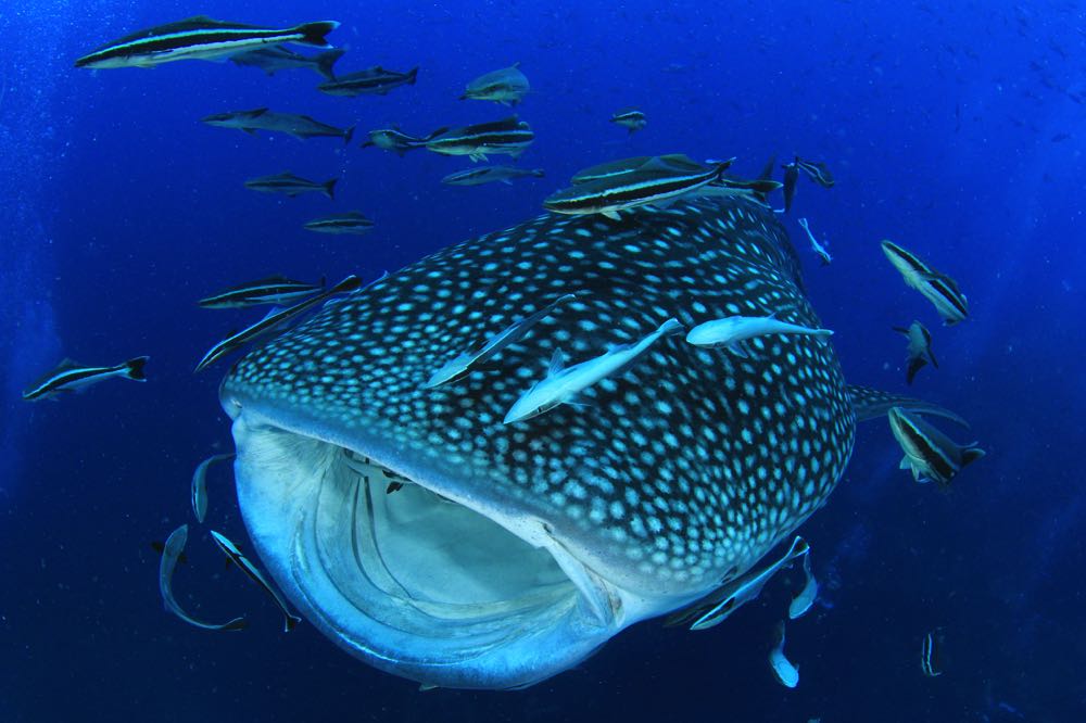 swimming with whale sharks in la paz