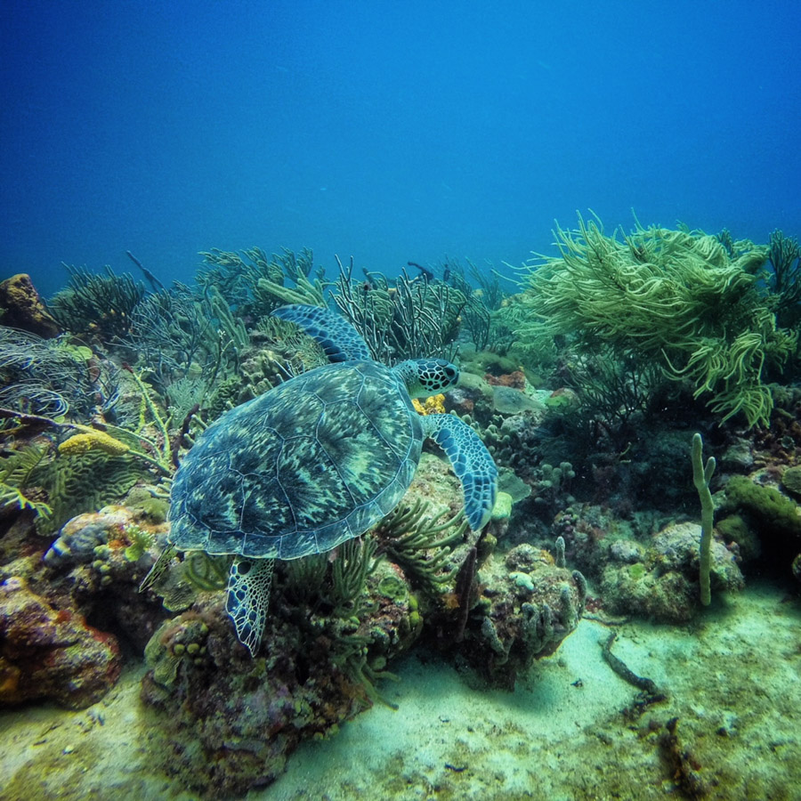 mount cinnamon and dive grenada scuba diving and seeing turtles