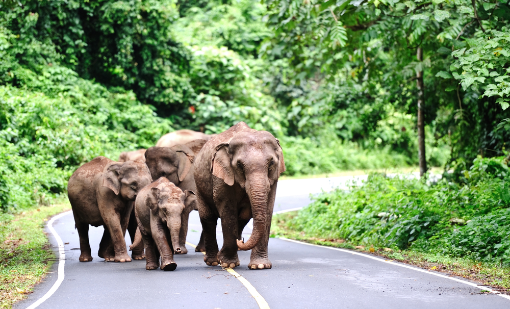 khao yai wildlife tour