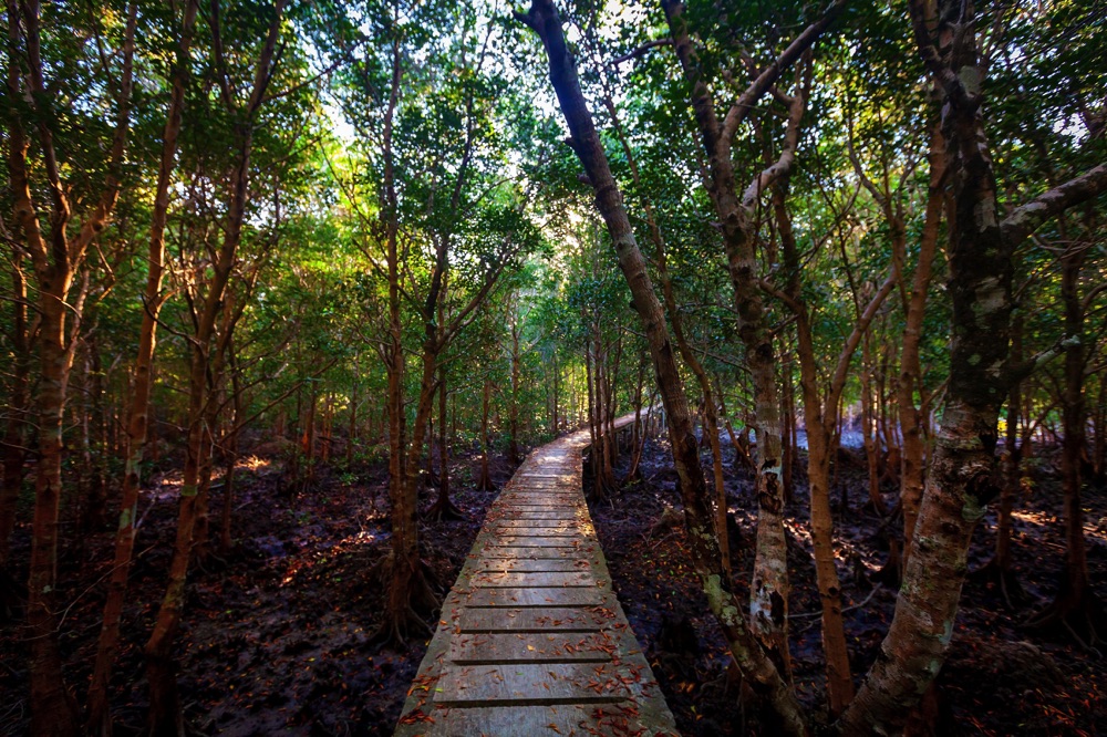 Thung Yee Pheng Mangrove Forest koh lanta