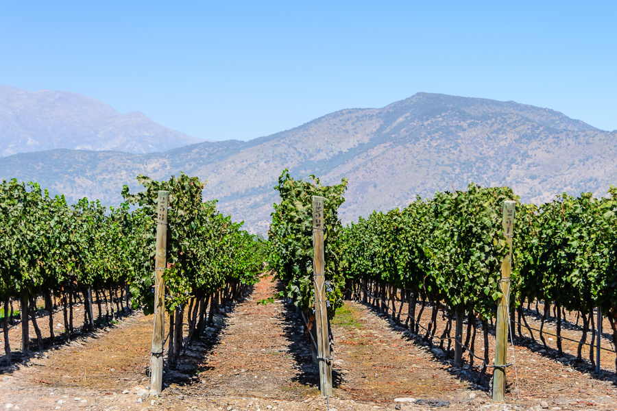 visiting a vineyard is one of the best things to do in santiago chile