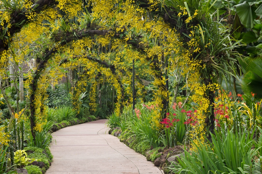 checking out the botanic gardens is one of the best activities in singapore