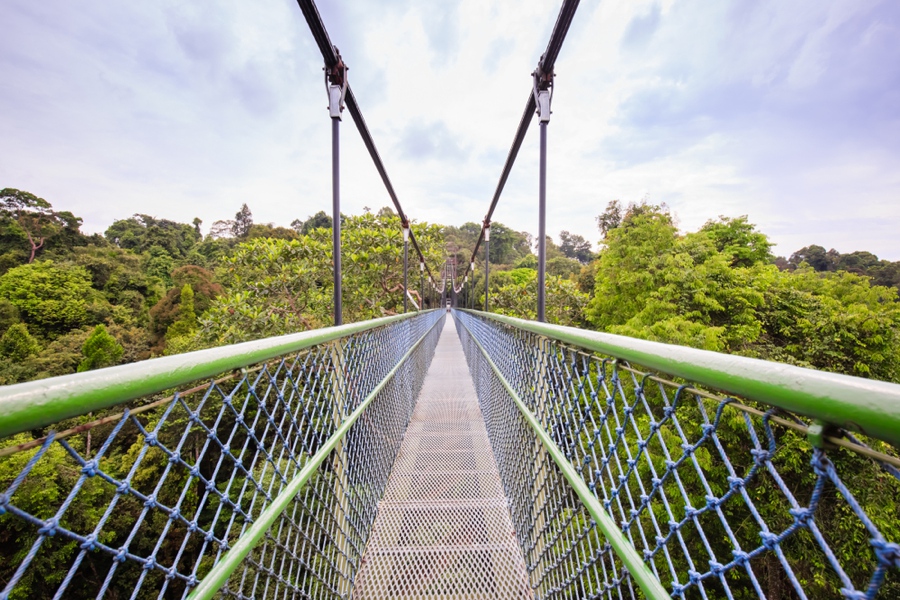 the treetop walk is one of the top things to do in singapore